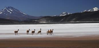 Vicuñas sobre el salar de la Laguna Negra